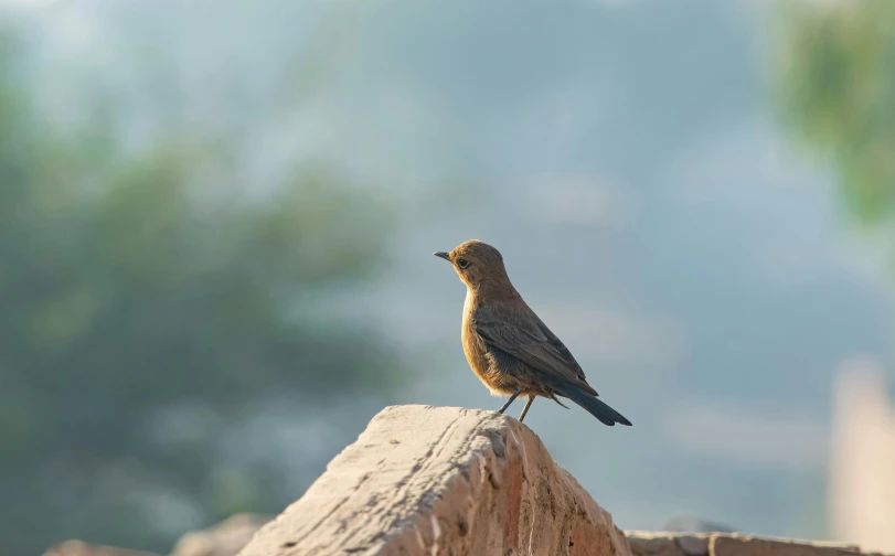 a bird is sitting on a ledge outside