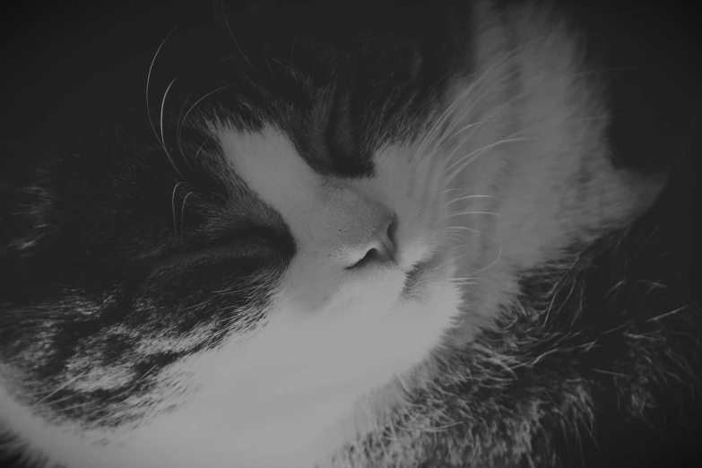 a gray and white cat lying next to another cat