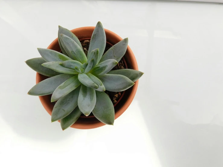 a small plant in a brown clay flowerpot