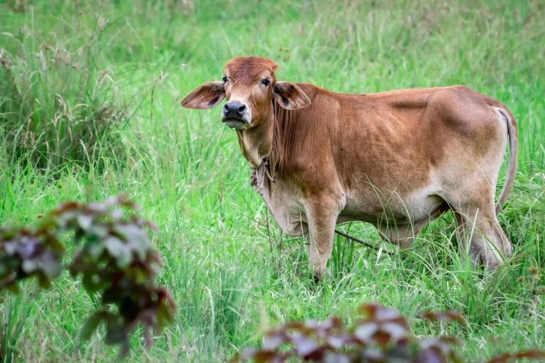 a brown cow standing in a green grassy field