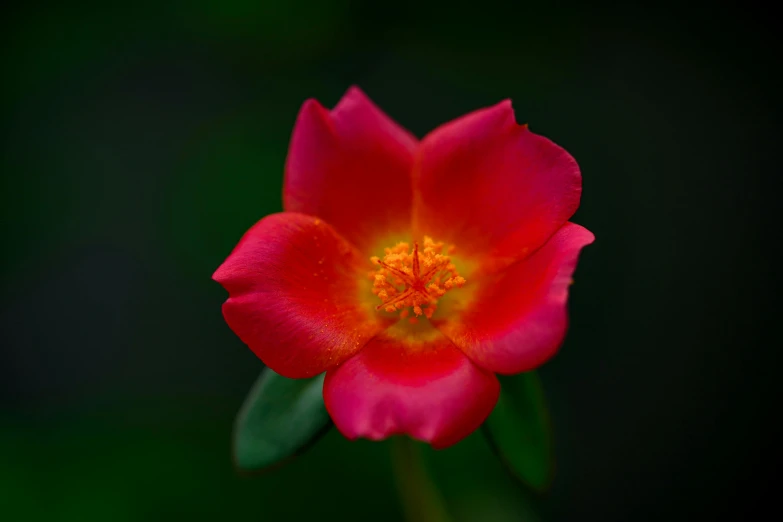 the large red flower is blooming very bright