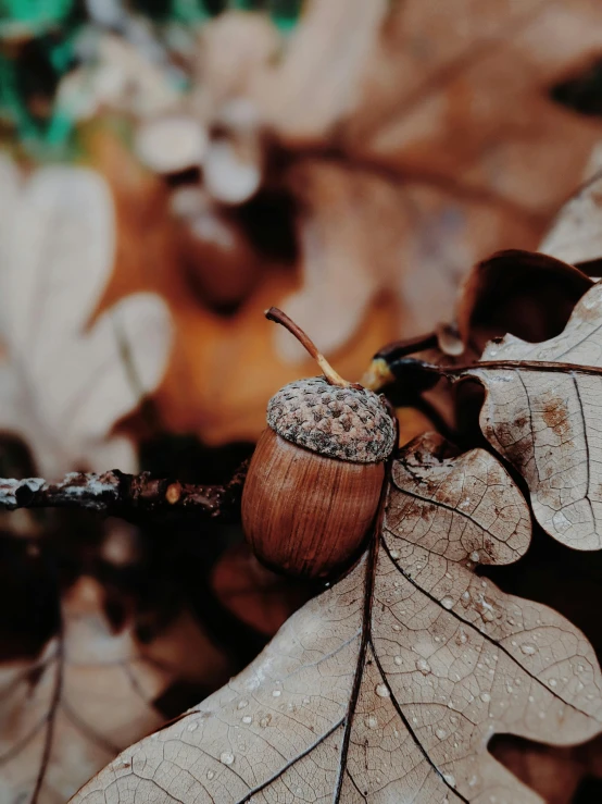 a acorn or oak leaf with many brown leaves and water droplets