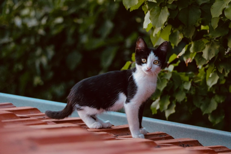 a cat sitting on top of an roof next to trees