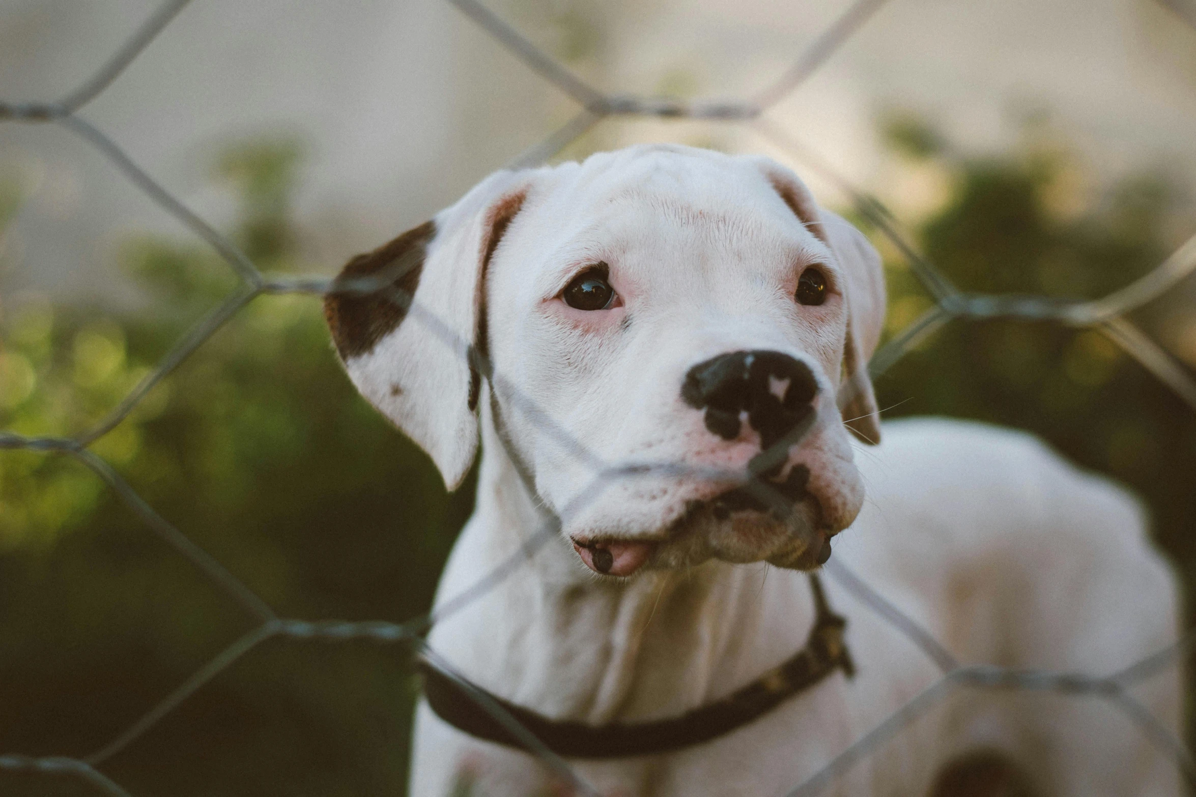 a close up s of a dog in a pen