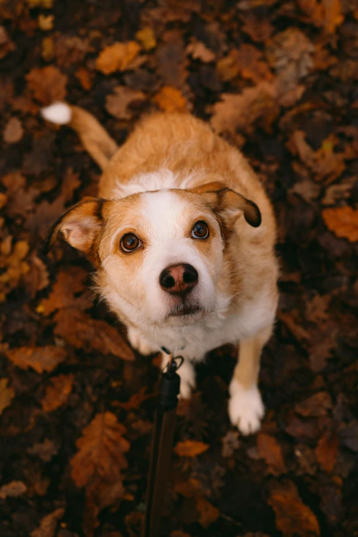 a dog on a leash in the leaves