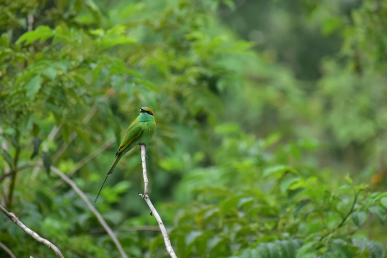 a green bird sitting on top of a tree nch