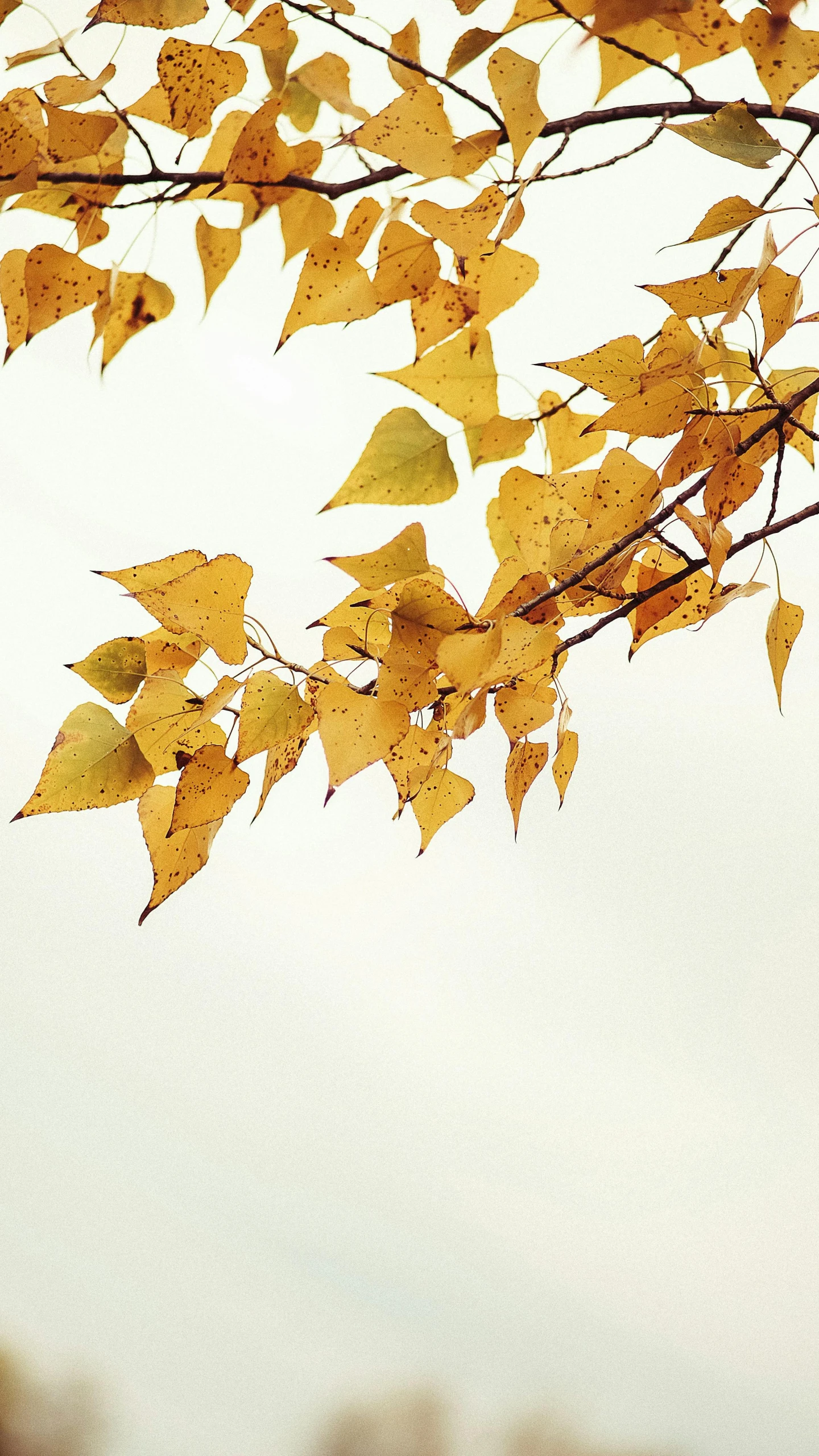 a nch with yellow leaves of various sized and color