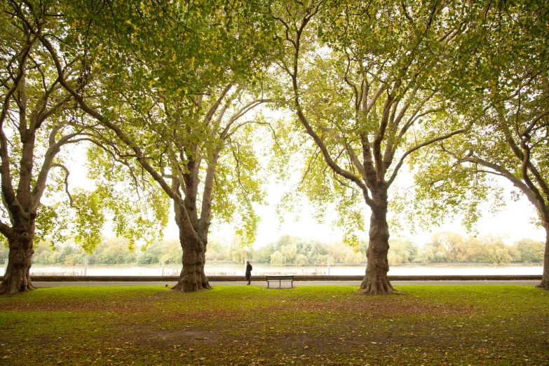 three benches sit in front of four green trees