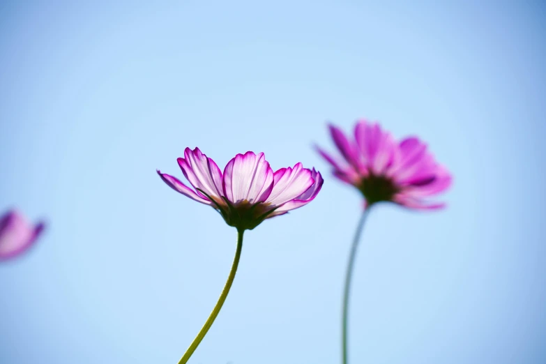 a couple of pink flowers with a blue sky background