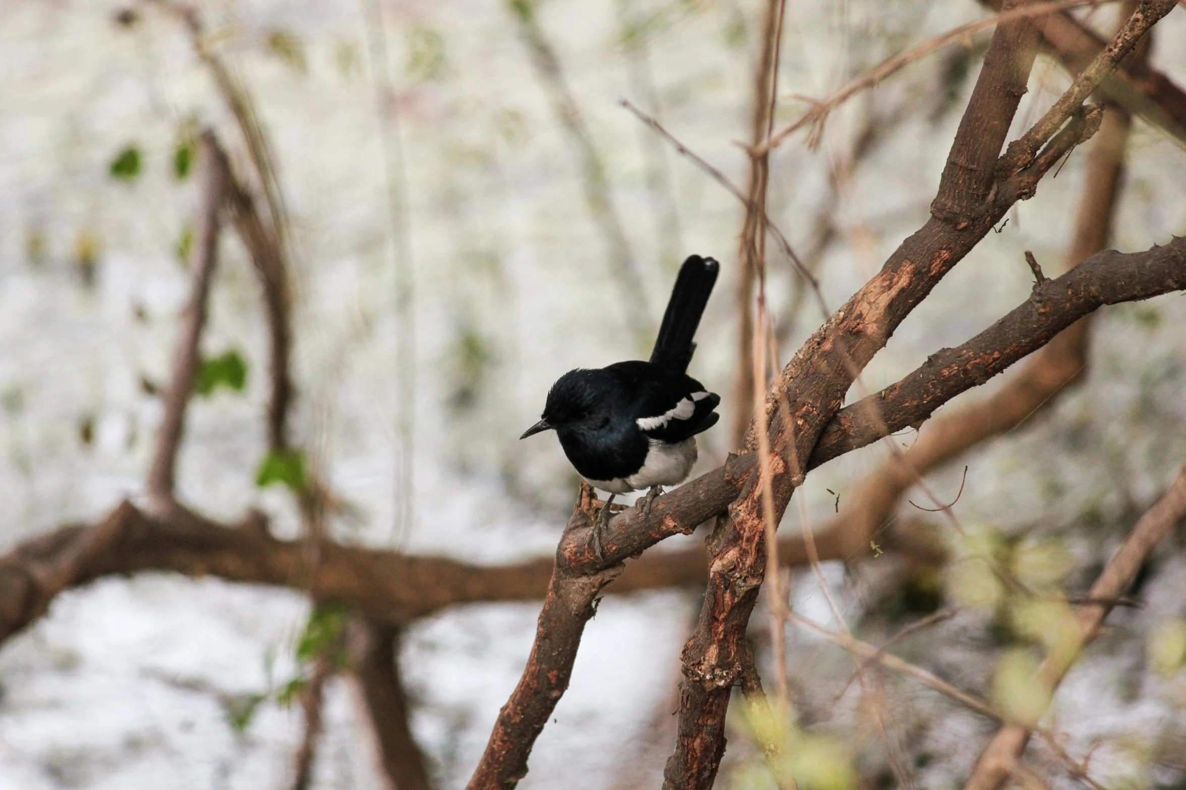 a black bird is perched on a tree nch