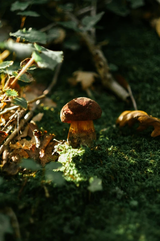 the mushroom is growing all alone in the grass