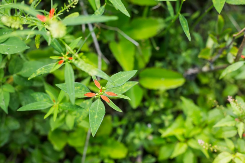 the red and green leaves are out on the tree