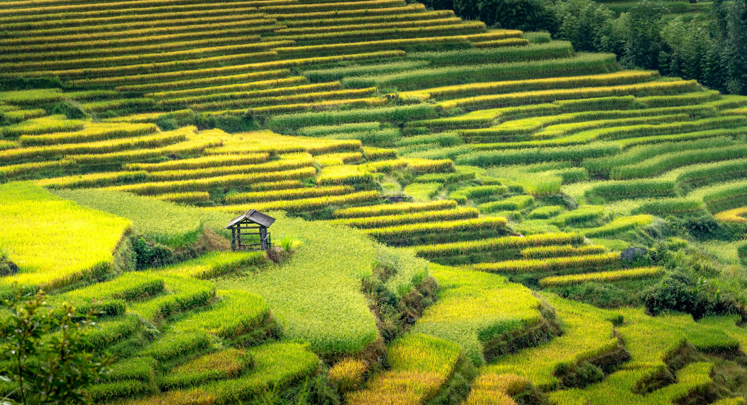 a lush green hillside surrounded by lush yellow fields