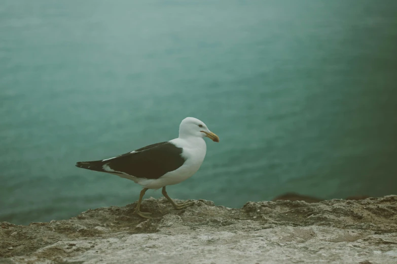 a black and white bird is perched on the ledge by the water