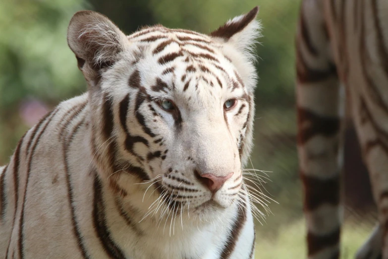 a white tiger with a white muzzle walking away