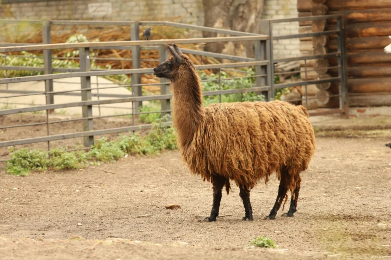 a sheep is in a pen looking at the camera