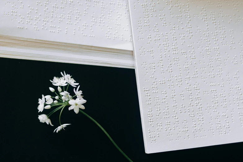 a close up of a white flower and a wall