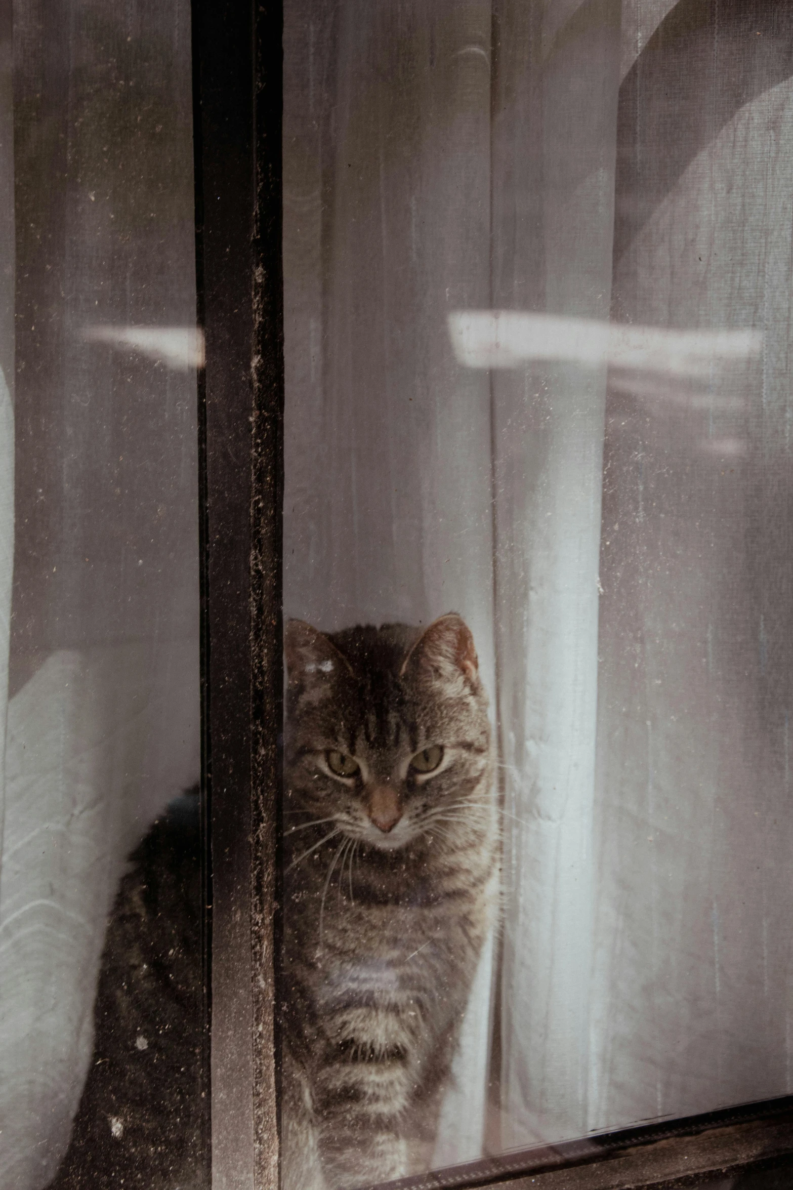 a cat sits behind a sheer curtain
