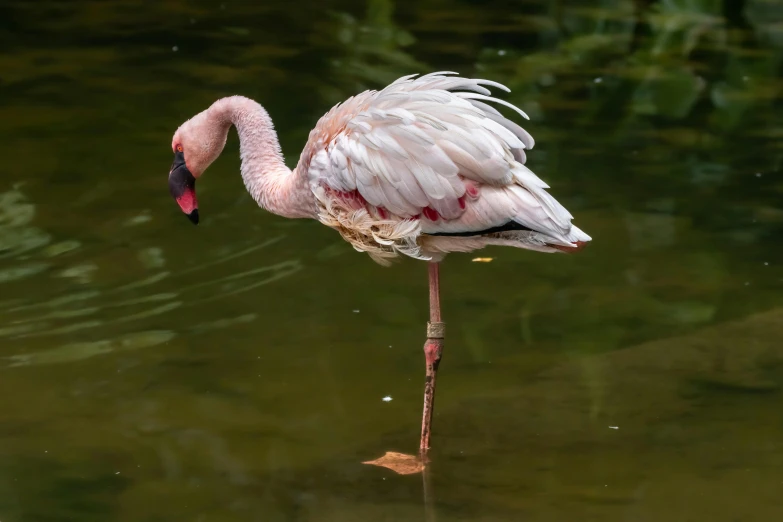 a flamingo is standing in a pond of water
