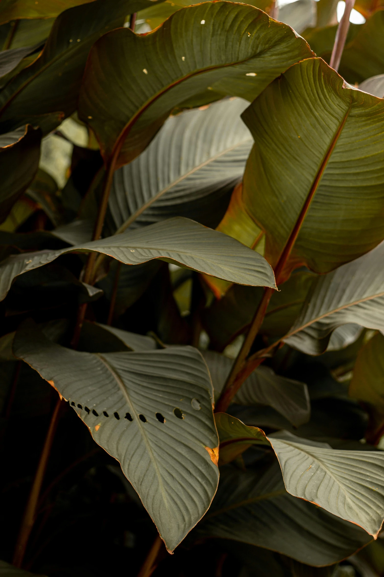 closeup view of the leaves on a tree