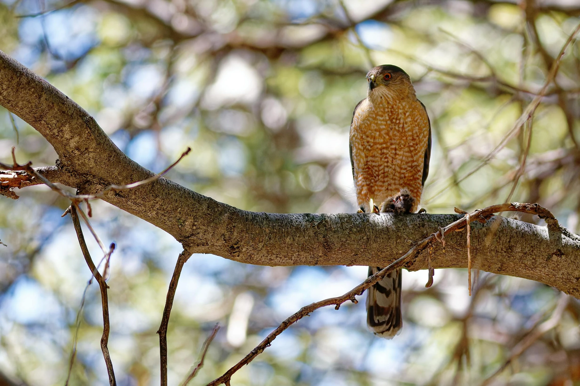 a bird sitting on a tree nch in the sunlight