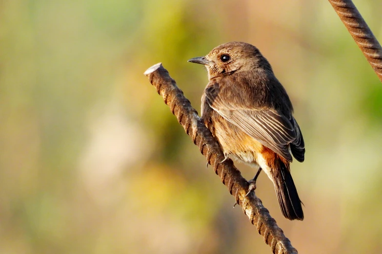 a bird perched on a thin wire looking ahead