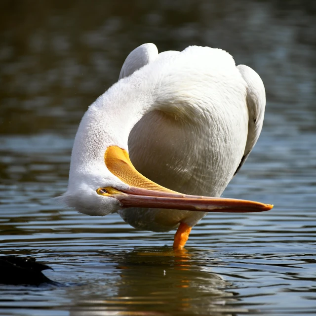 a close up of a bird in the water