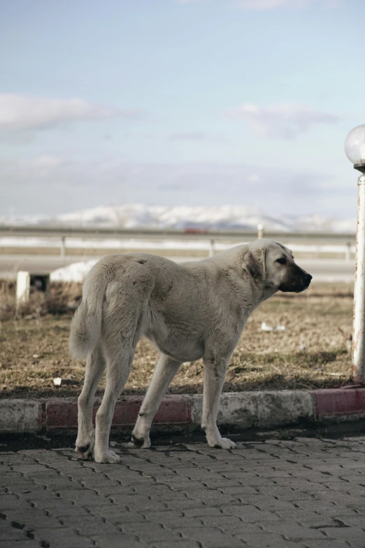 a large, furry white dog stands outside by a street light