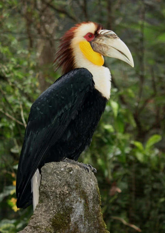 there is a large bird with orange on its head