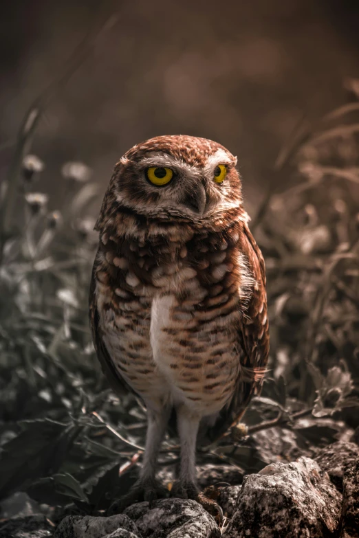 a brown owl is on a rock with grass around