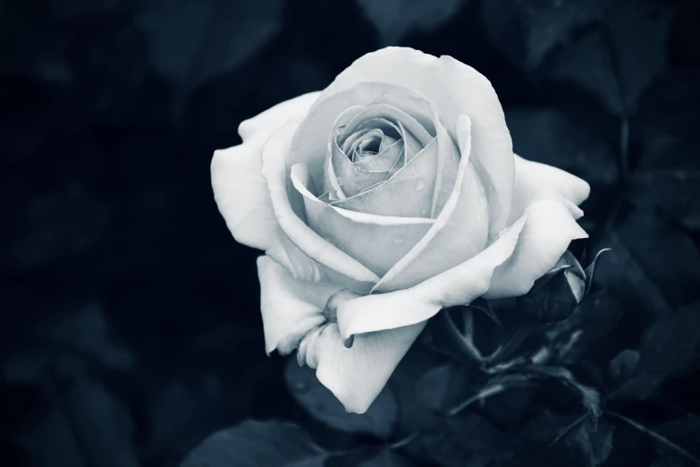 black and white pograph of a flower