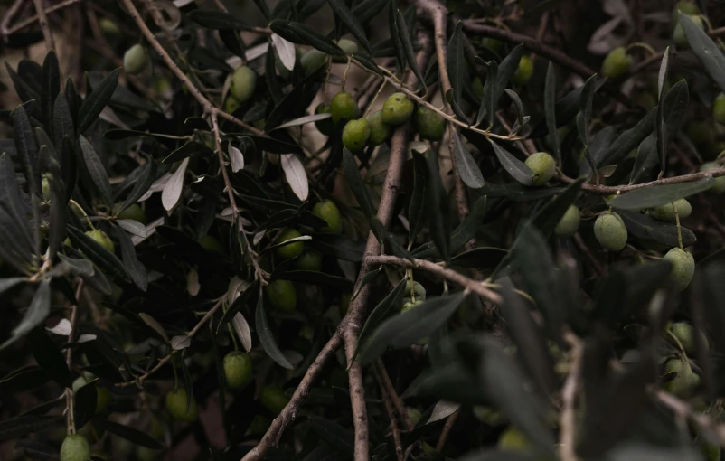 a close up of olive tree leaves with small berries on them