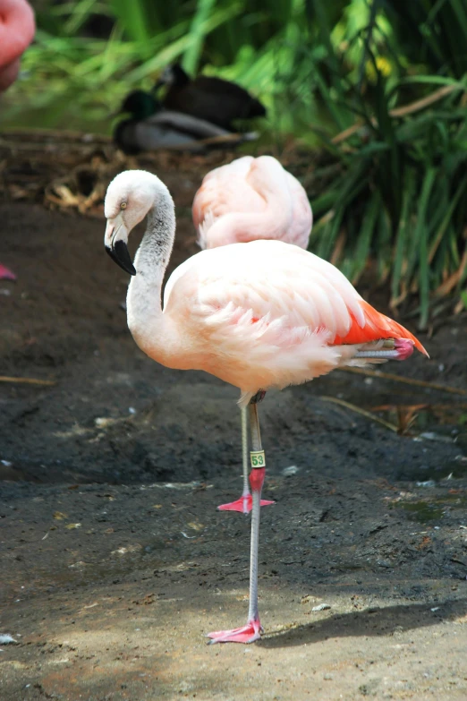 two flamingos in their pen one pink and the other white