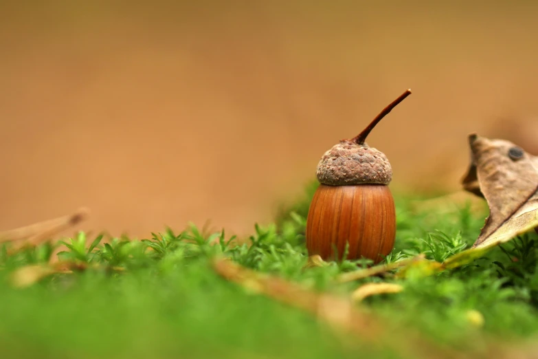 an acorn tree beetle resting on a green mossy grass covered ground