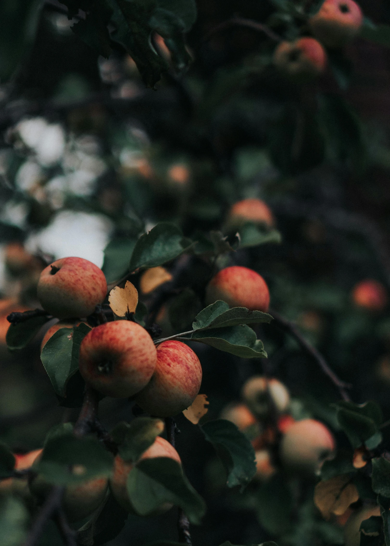 some apples hanging from a tree, with leaves