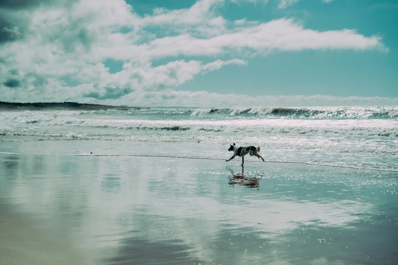 the dog is standing on top of the wet ocean waves