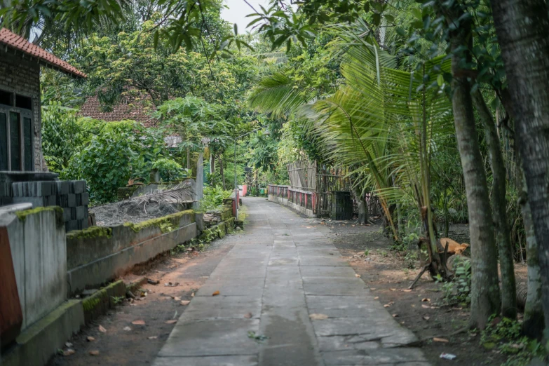 an empty alley that has lots of trees