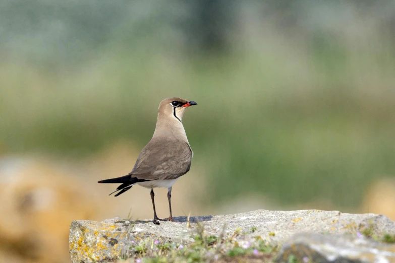 a small bird standing on top of a rocky cliff