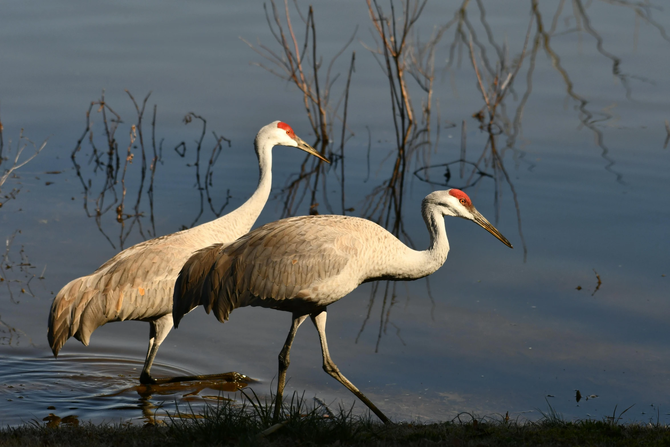 two birds walking around in the water with one bird eating it