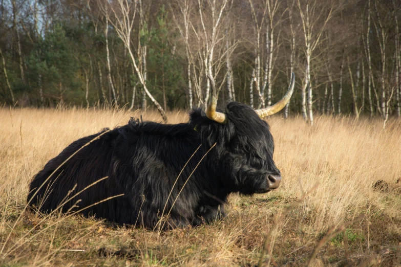 black bison lying down in a brown meadow