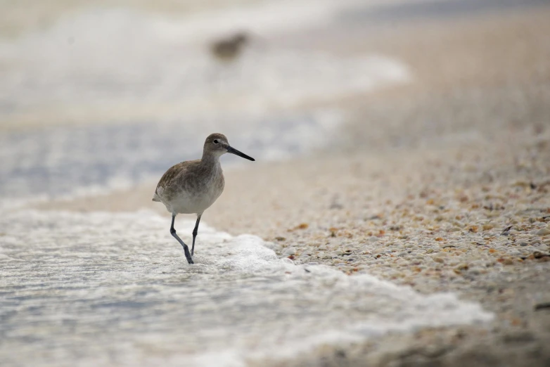 a bird walking along the sand near water