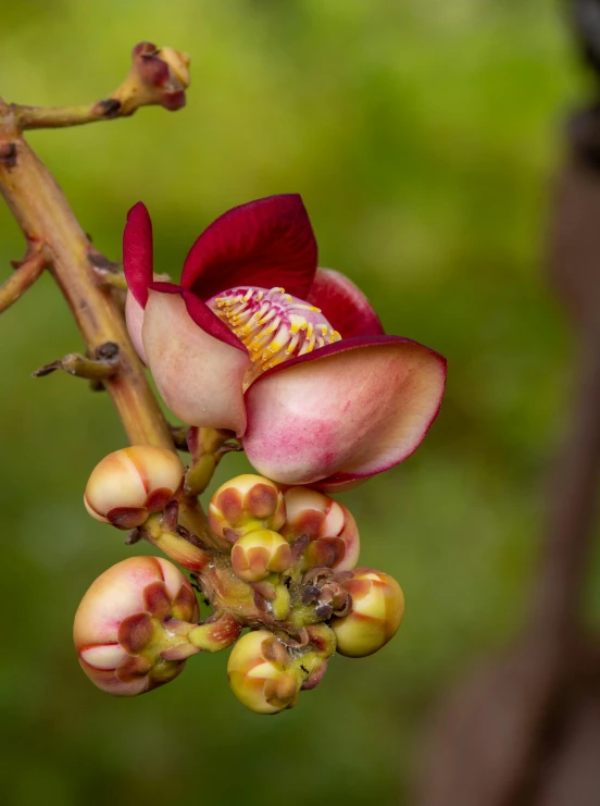 a flower in the foreground and blurry background