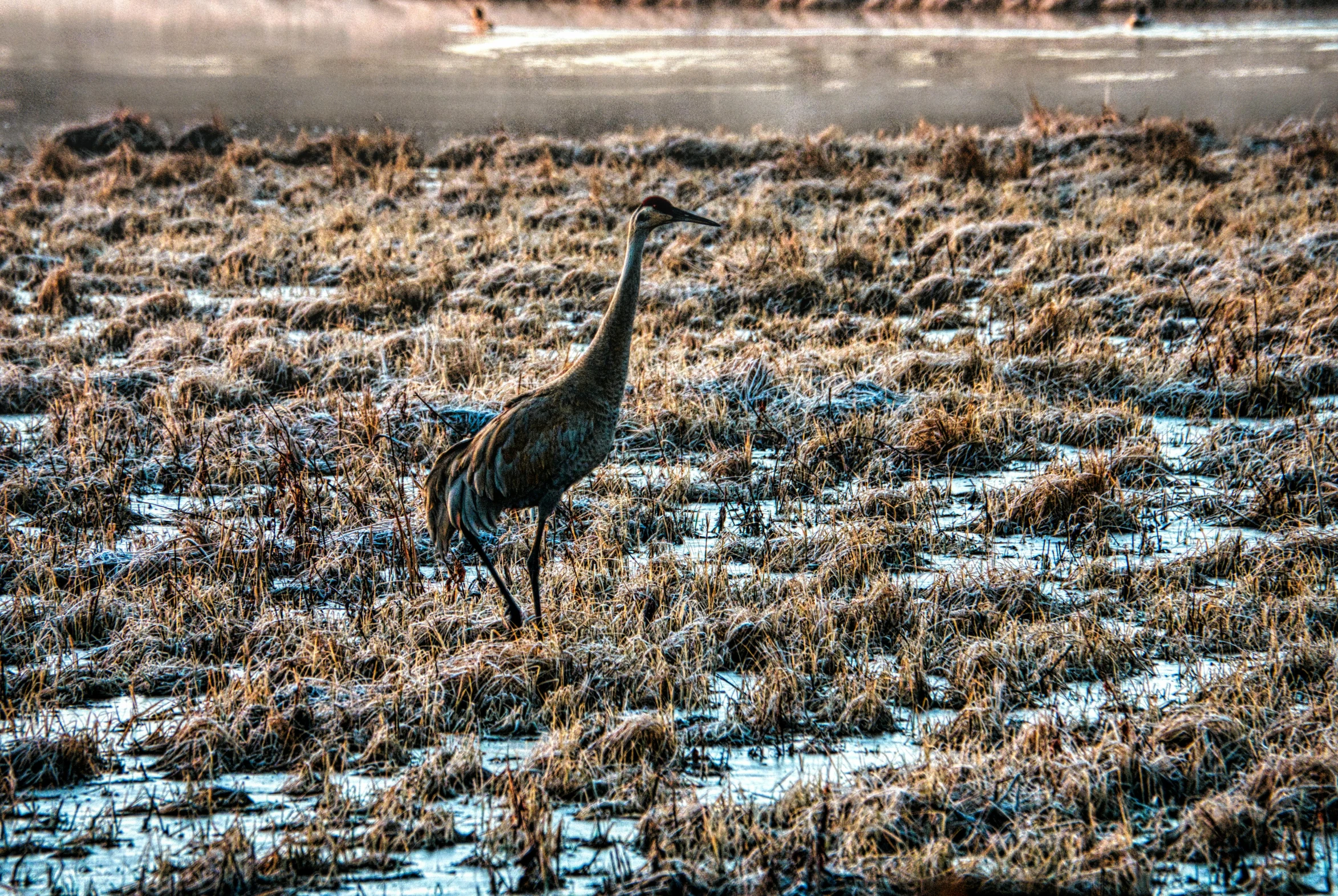 the giraffes are walking through the field together