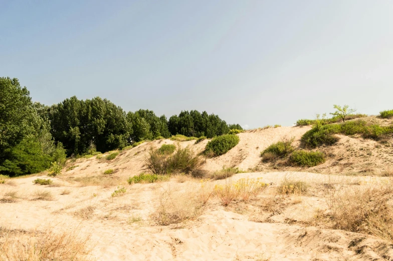 two people are standing on sand dunes near the woods