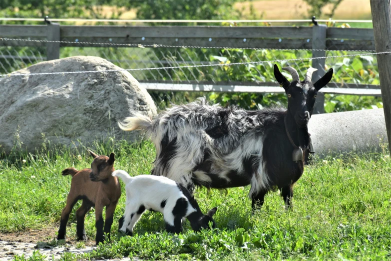 two baby goats are standing next to an adult goat