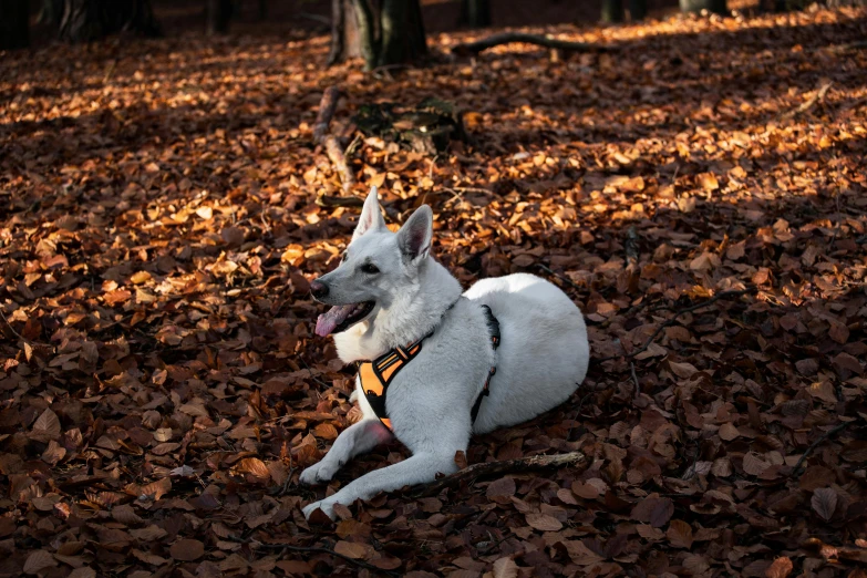 a white dog laying in the leaf covered woods
