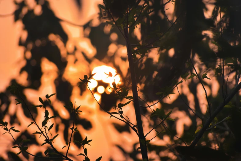 trees are silhouetted against the sun through them