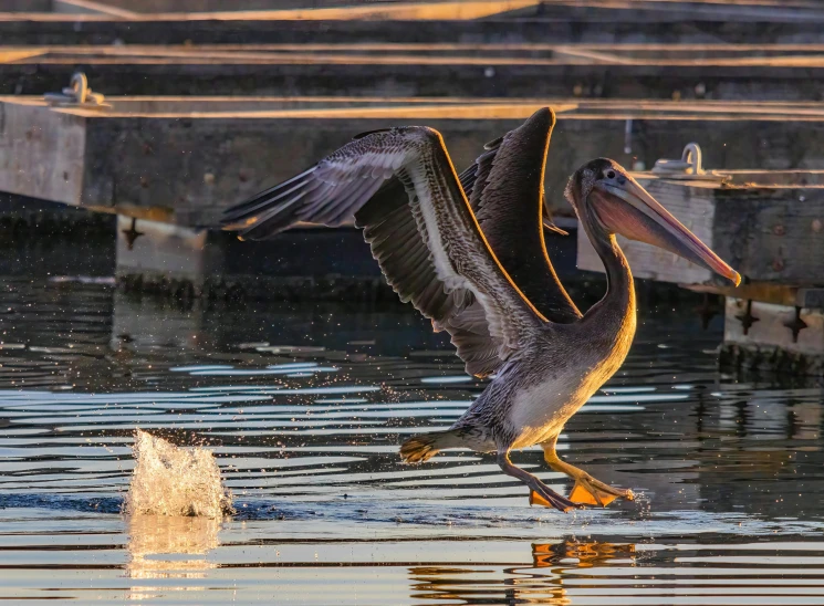 a bird is about to take off from the water