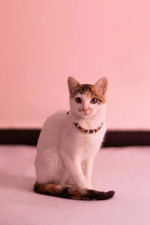 a cat sitting on the floor in front of a pink wall