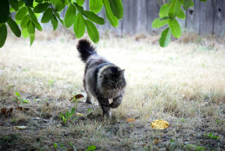 a cat is standing in the grass on a sunny day